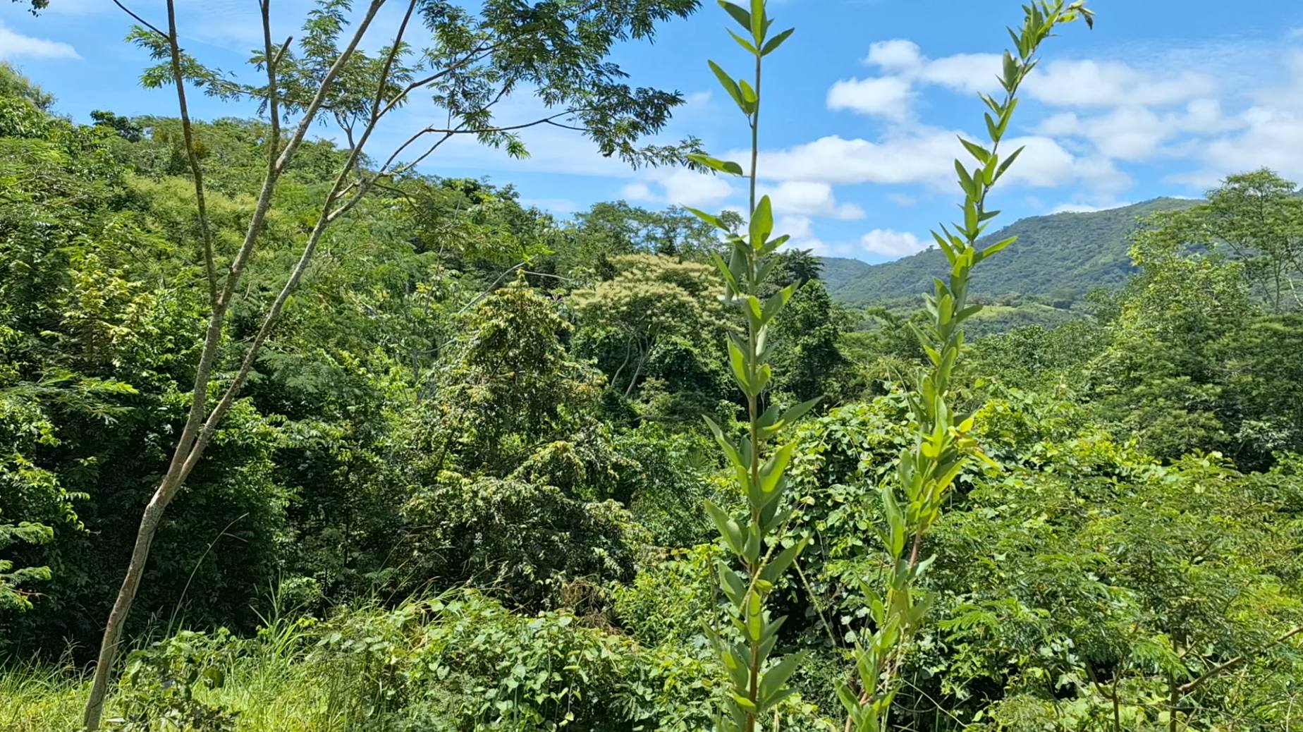 ZONA DE PROTECCIÓN FORESTAL